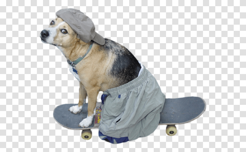 Cool Dog, Skateboard, Sport, Sports, Pet Transparent Png