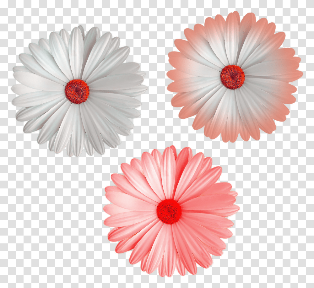 Cool Flower File White Color Mix Colors Flowers Portable Network Graphics, Daisy, Plant, Daisies, Blossom Transparent Png