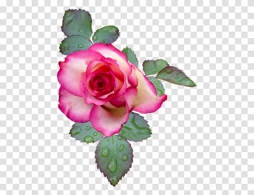 Cool Flowers Gift Gif 33 In Flower Emoji Meaning For Flores De 2 Colores, Rose, Plant, Blossom, Geranium Transparent Png