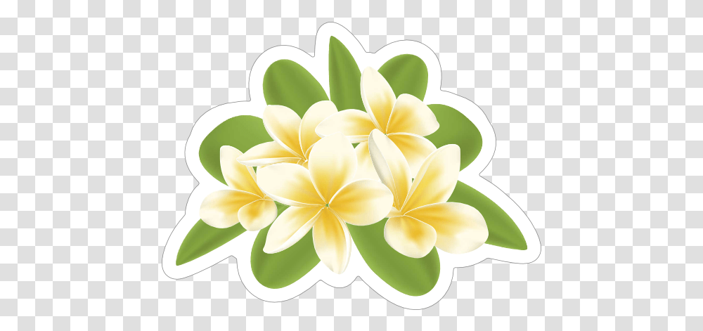 Cool Plumeria Flower Sticker Frangipani, Graphics, Art, Floral Design, Pattern Transparent Png