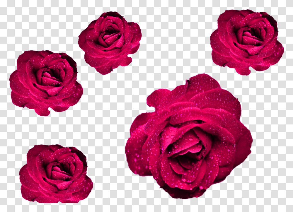 Cool Rose Transparent Png