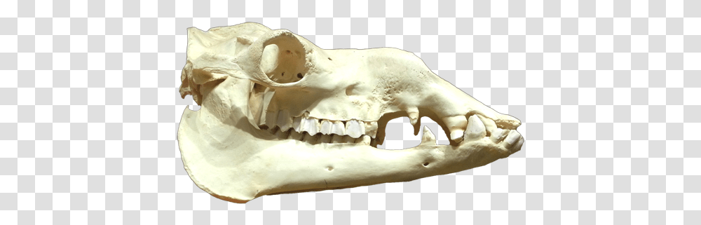 Cool Skull Clip Art And Funny Animal Head Skeleton, Teeth, Mouth, Jaw, Sea Life Transparent Png