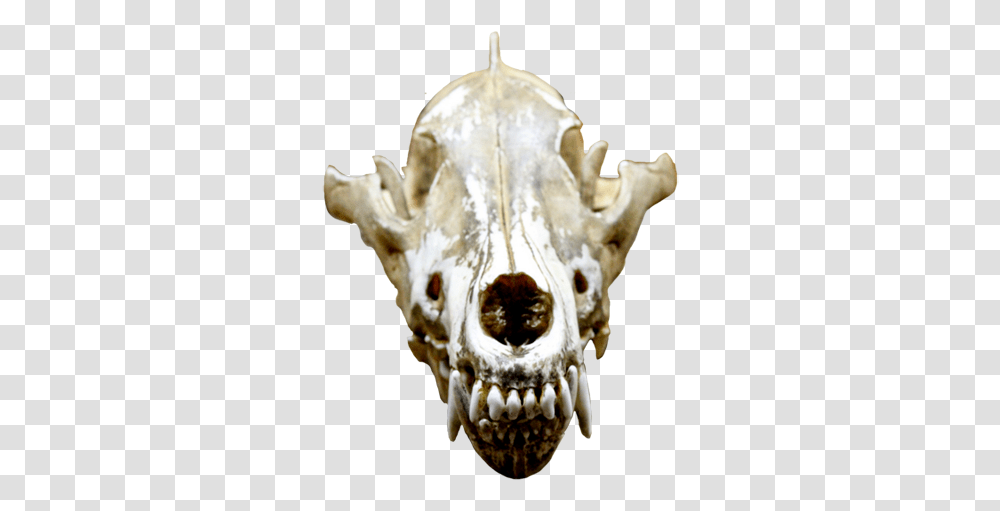 Cool Skull Clip Art And Funny Animal Skull, Skeleton, Ornament, Jaw, Head Transparent Png