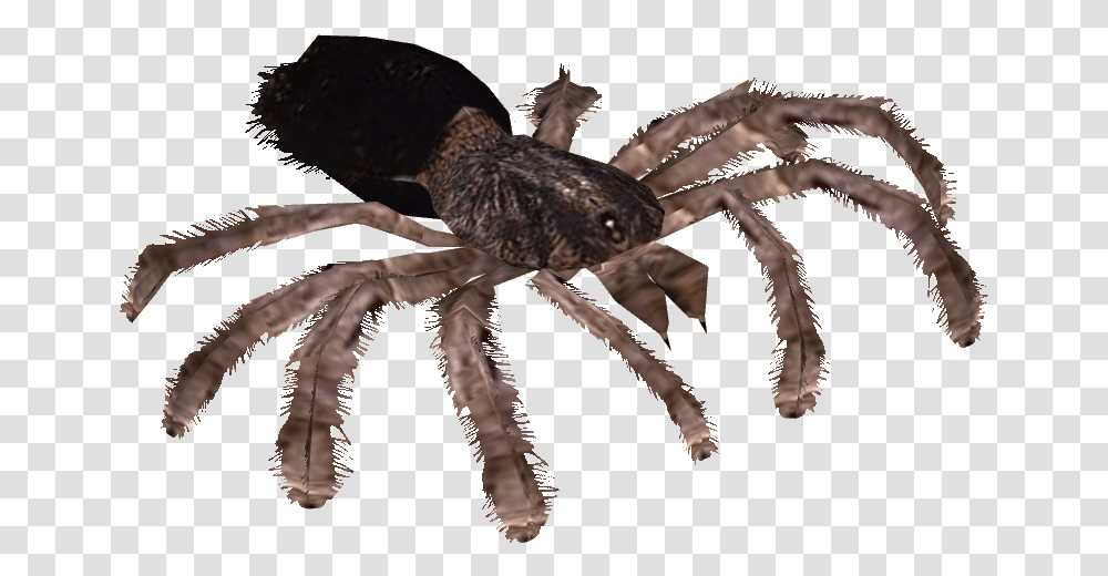 Cool Tarantulas, Bird, Animal, Invertebrate, Chicken Transparent Png