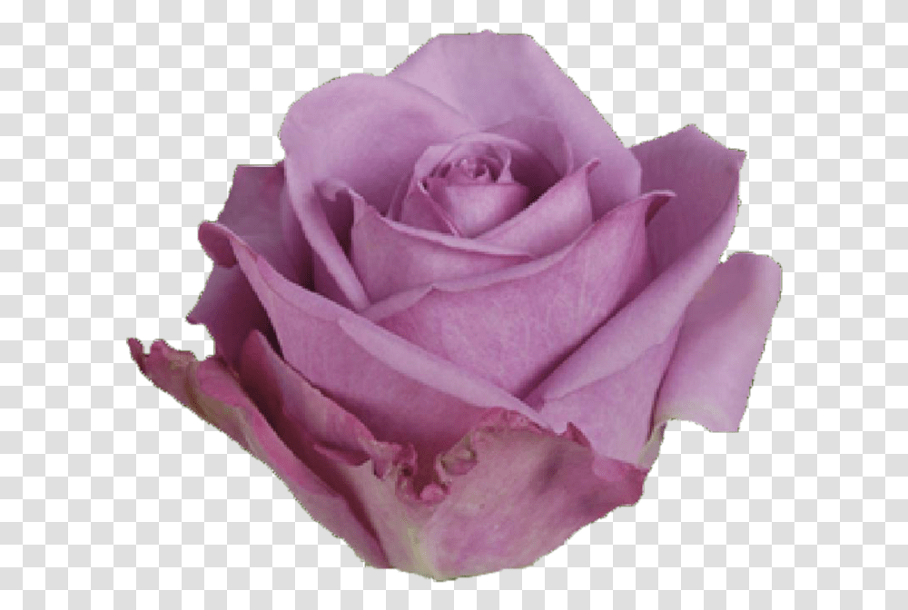 Cool Water Rose, Flower, Plant, Blossom, Petal Transparent Png