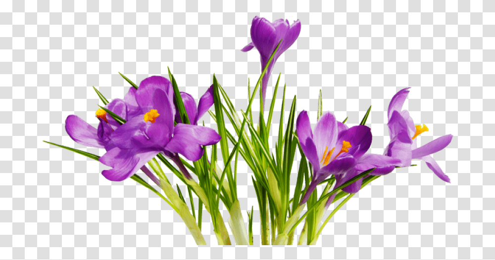 Coolest Flower Clipart Flowers And Ribbon Images With Background Flowers, Plant, Blossom, Iris, Crocus Transparent Png