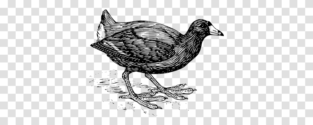 Coot Animals, Gray, World Of Warcraft Transparent Png