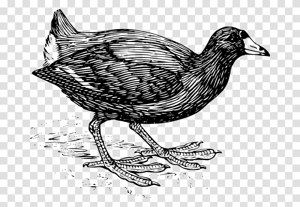 Coot, Animals, Gray, World Of Warcraft Transparent Png