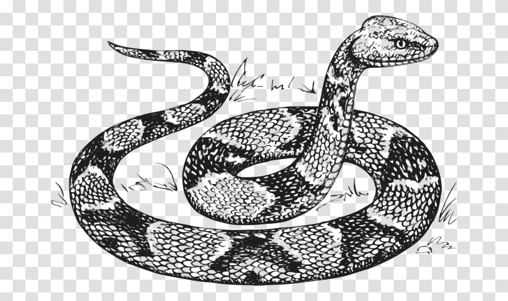 Copperhead Grayscale, Animals, Snake, Reptile, Cobra Transparent Png