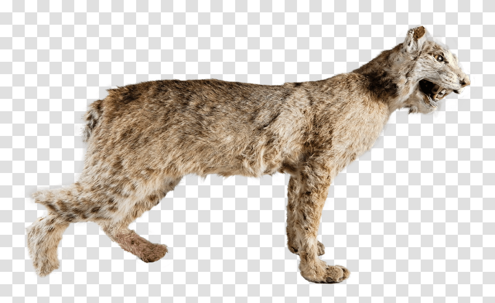 Copy Big Cat, Mammal, Animal, Wildlife, Coyote Transparent Png