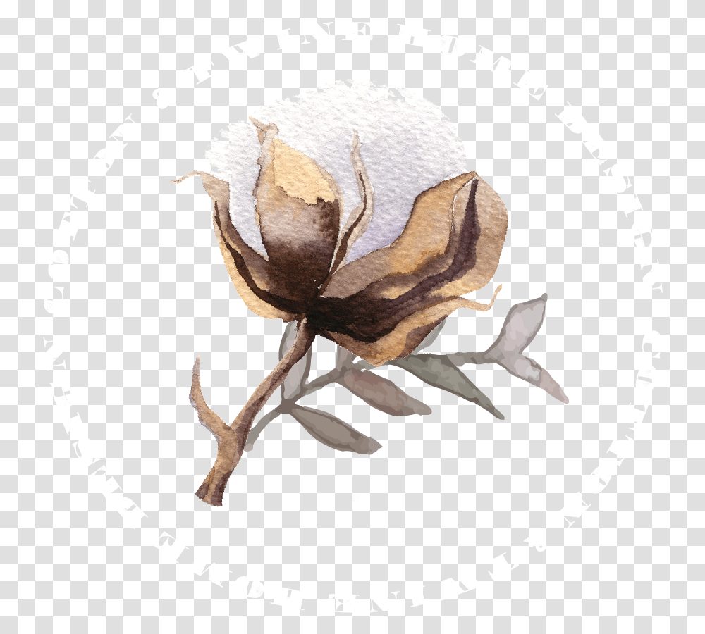 Copyright Magnolia, Plant, Bird, Animal, Flower Transparent Png
