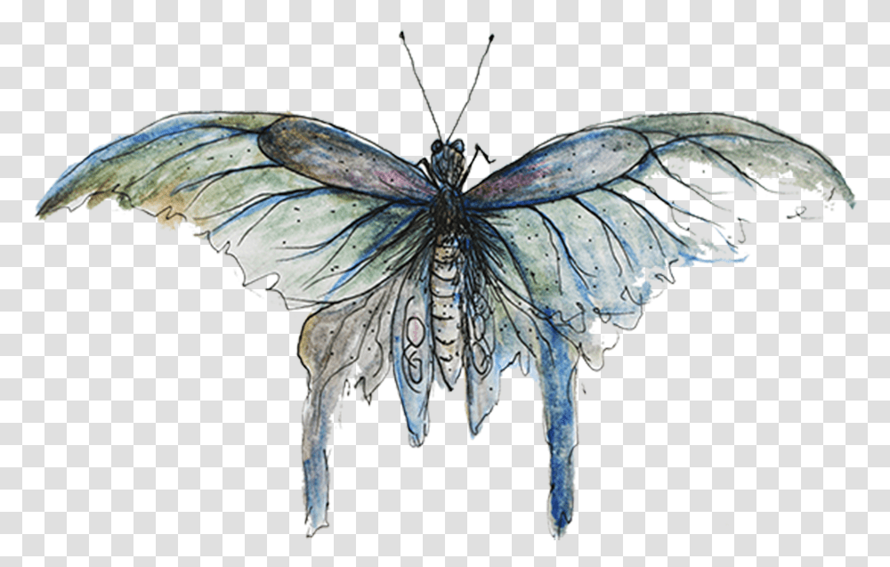 Copyright Sarah Jane Palmer Mimicry Butterfly, Ornament, Insect, Invertebrate, Animal Transparent Png