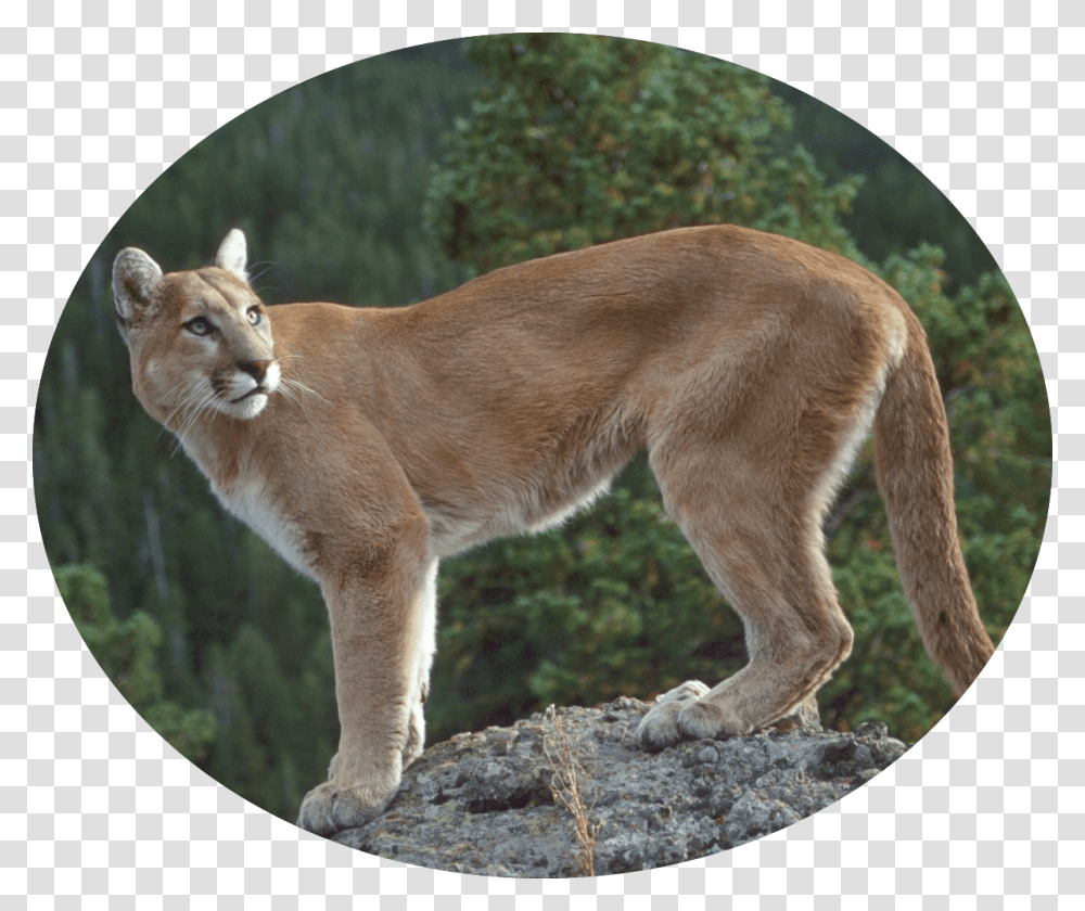 Coquitlam Wild Animal Mt Finlayson, Wildlife, Cougar, Mammal, Dog Transparent Png
