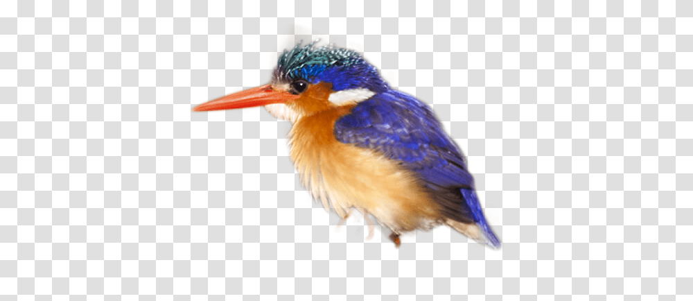 Coraciiformes, Bird, Animal, Bluebird, Jay Transparent Png