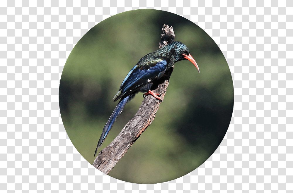 Coraciiformes, Bird, Animal, Jay, Blue Jay Transparent Png