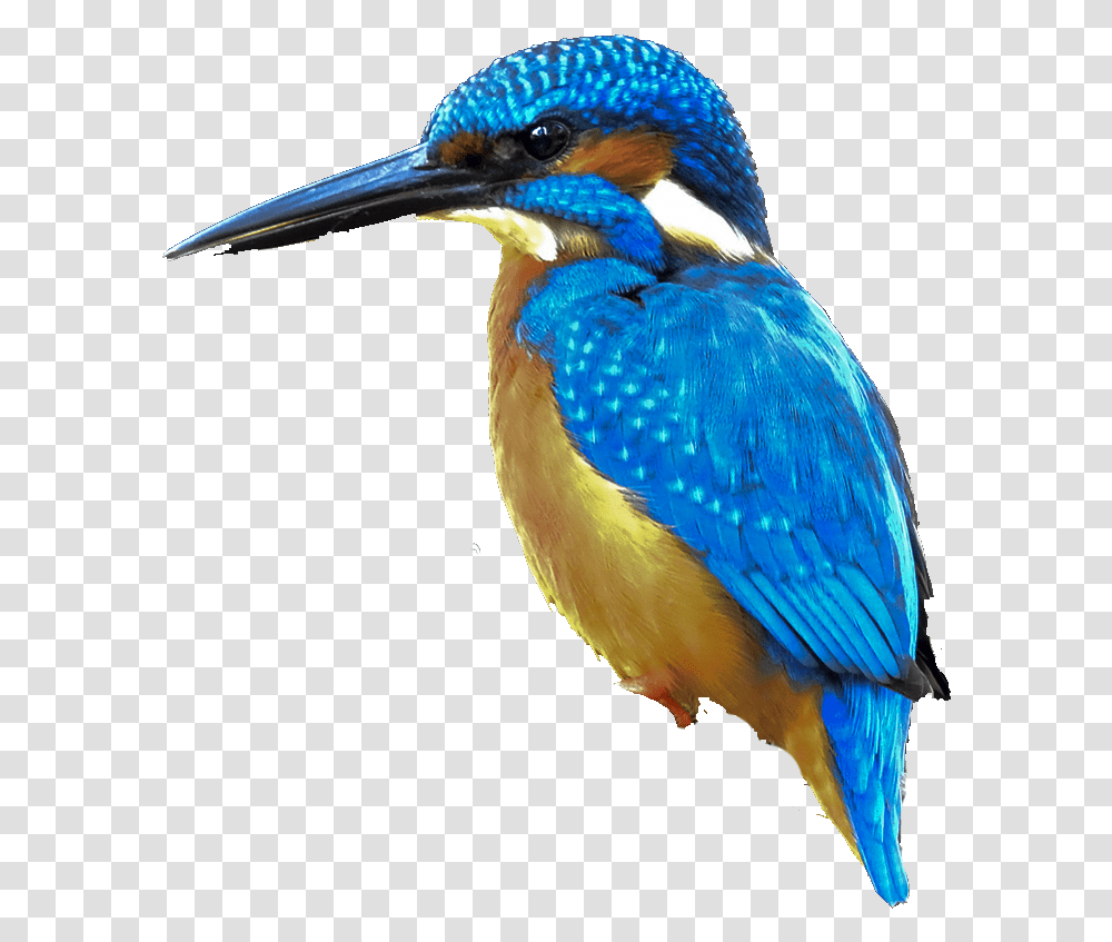Coraciiformes, Bird, Animal, Jay, Bluebird Transparent Png