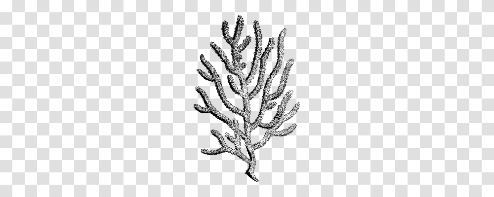 Coral Holiday, Gray, World Of Warcraft Transparent Png