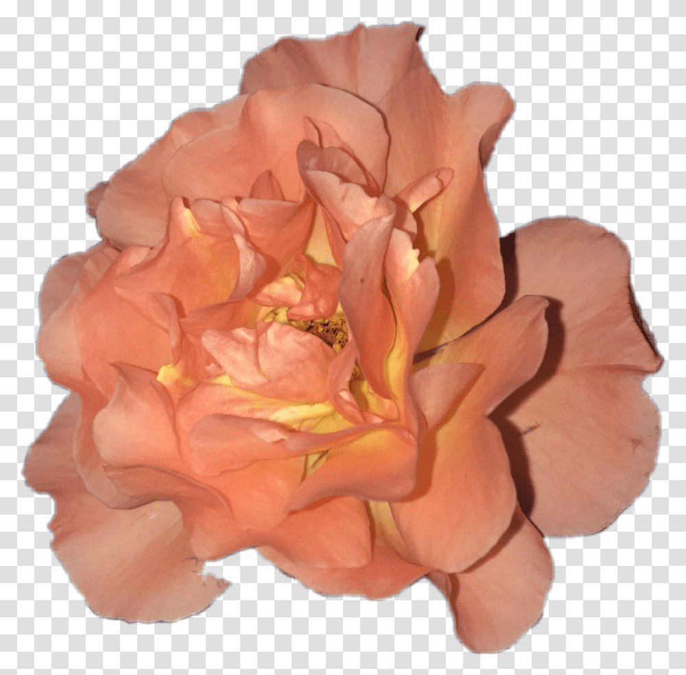 Coral Aesthetic Pngs, Plant, Rose, Flower, Blossom Transparent Png