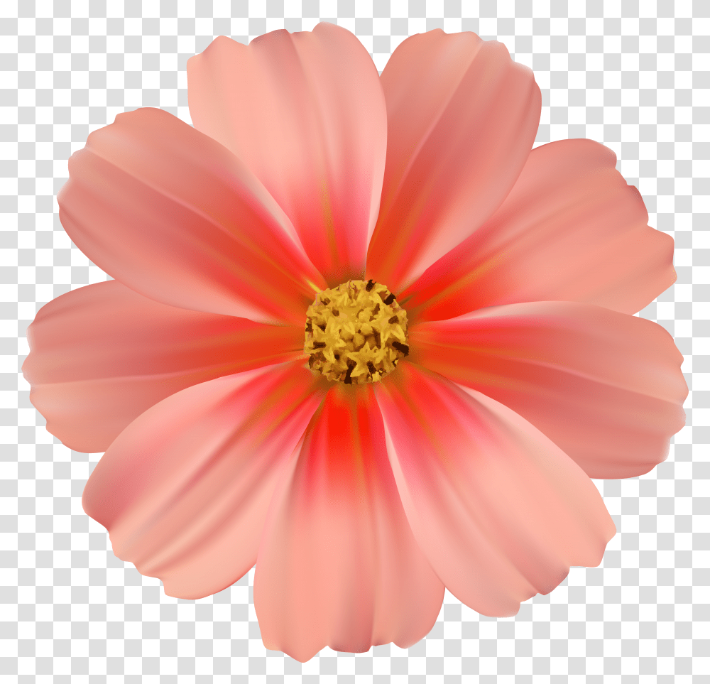 Coral Clipart Daisy Background Flower Hd Pink Flower Clipart Transparent Png
