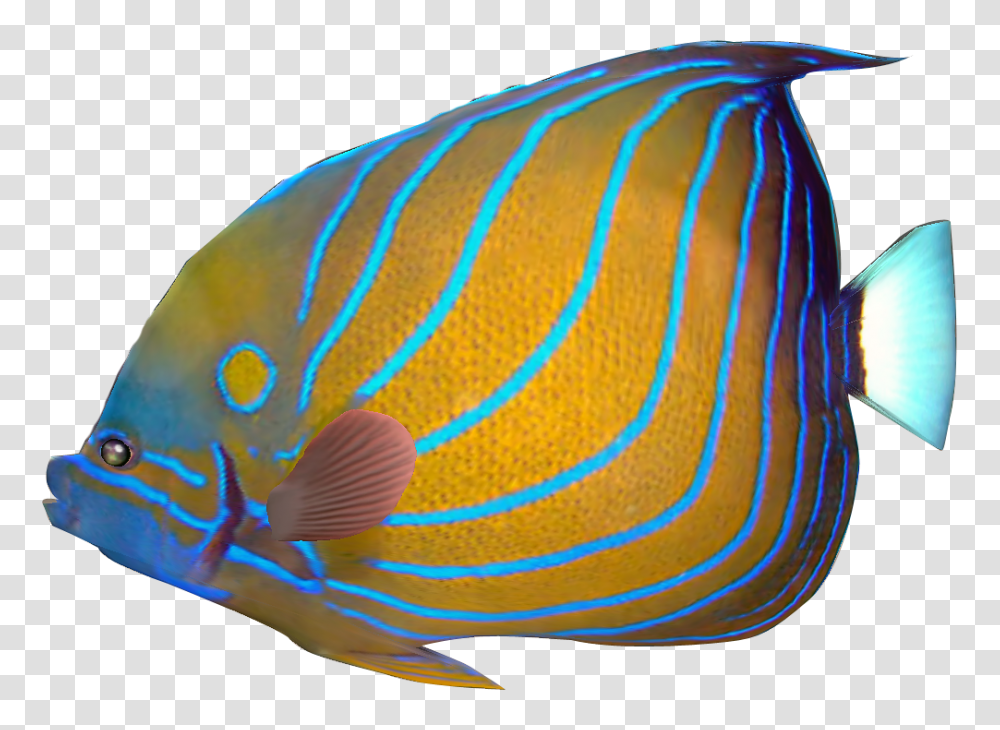 Coral Clipart Pet Fish, Angelfish, Sea Life, Animal, Bird Transparent Png