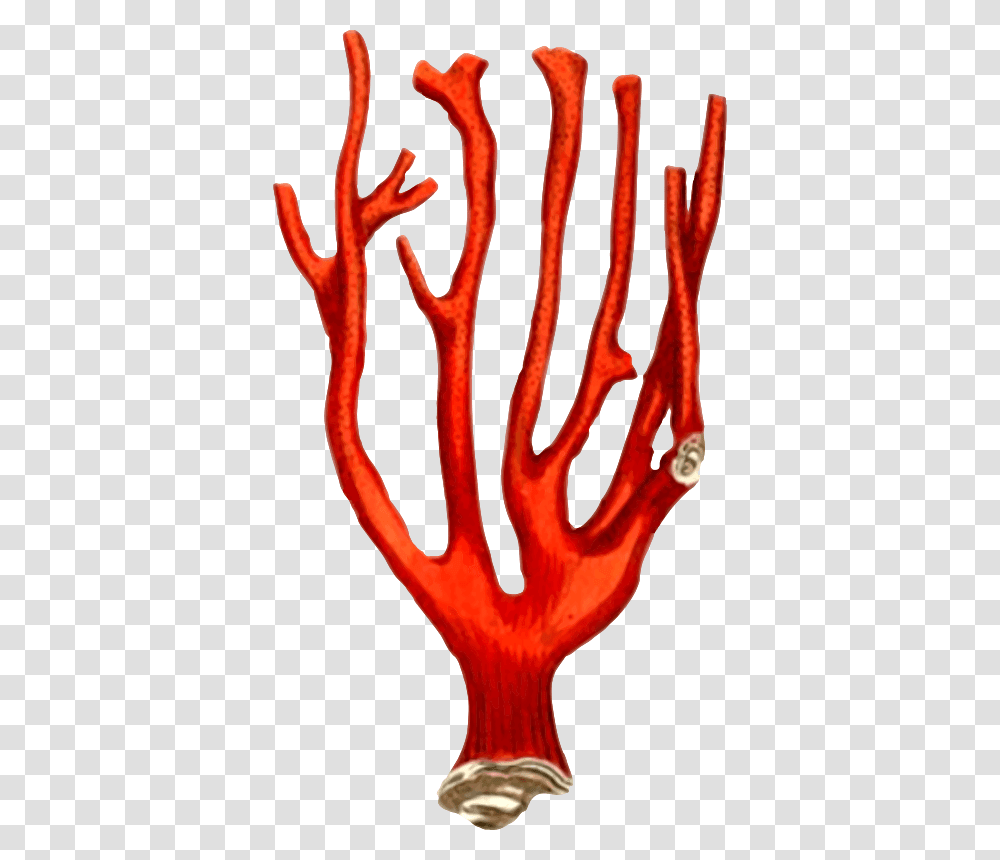 Coral Coral Reef Design, Lobster, Animal, Hand, Root Transparent Png