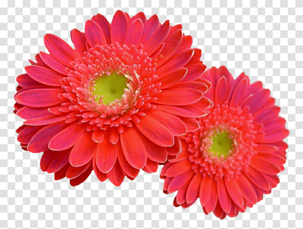 Coral Flower & Clipart Free Download Ywd Pink Coral Gerbera Daisy, Plant, Daisies, Blossom, Dahlia Transparent Png