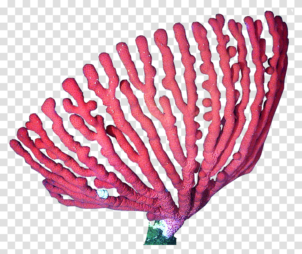 Coral For Free Download Coral, Sea, Outdoors, Water, Nature Transparent Png