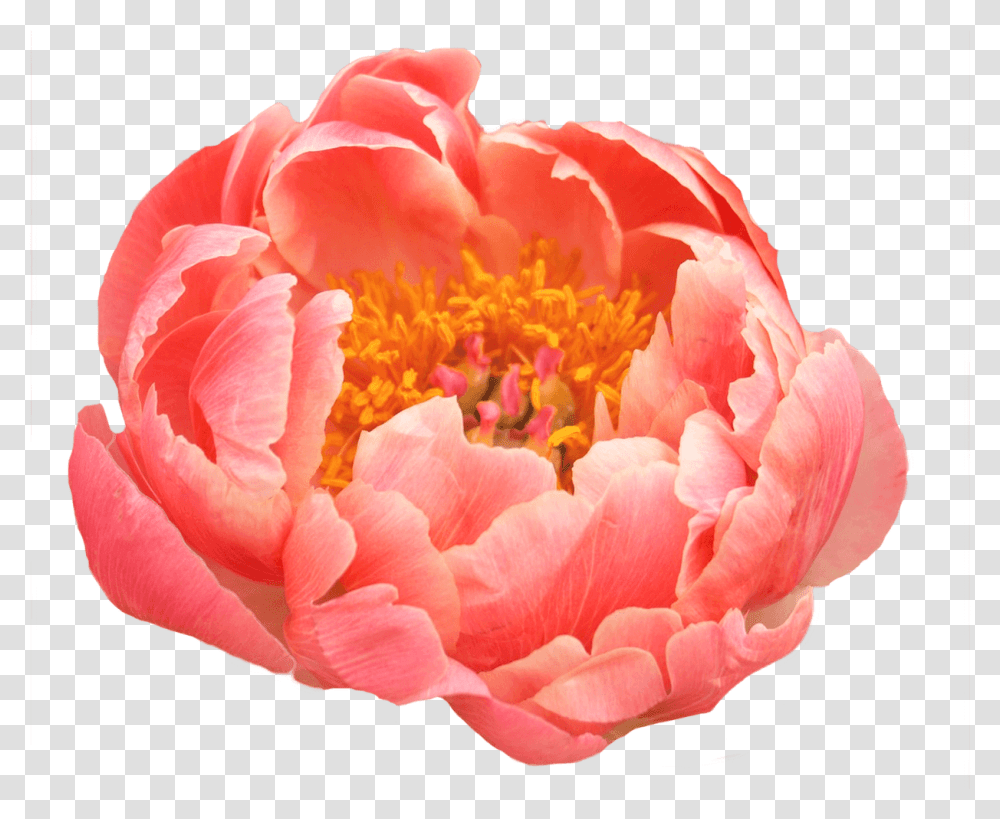 Coral Peony, Rose, Flower, Plant, Blossom Transparent Png
