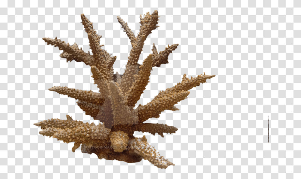 Coral Photo Coral, Sea Life, Animal, Invertebrate, Outdoors Transparent Png
