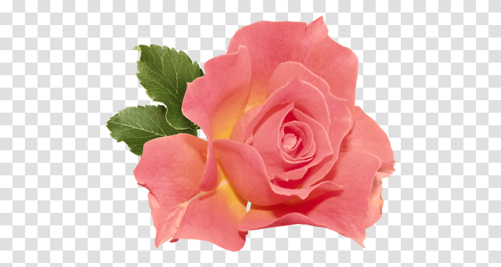 Coral Pink Flower, Rose, Plant, Blossom, Petal Transparent Png