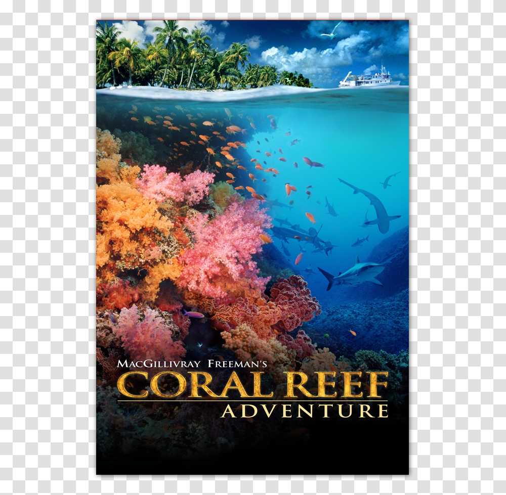 Coral Reef Adventure Blu Ray Macgillivray Freeman Coral Reef Adventure, Water, Sea, Outdoors, Nature Transparent Png