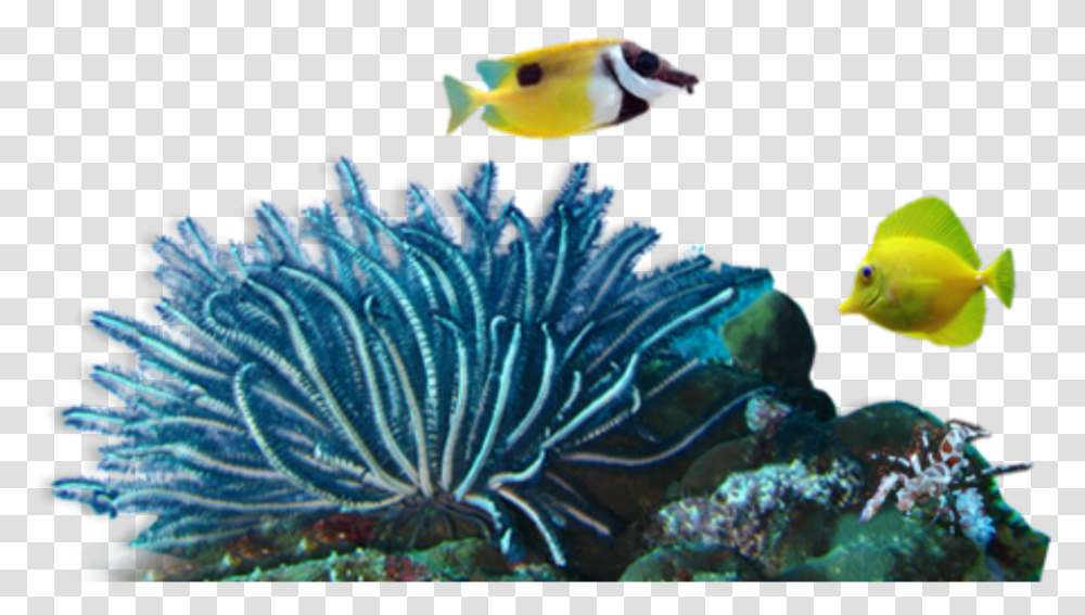 Coral Reef, Aquatic, Water, Fish, Animal Transparent Png