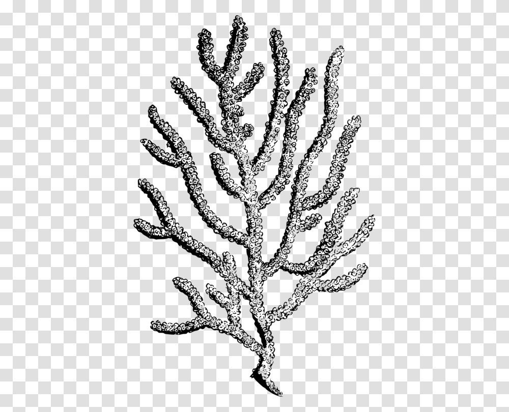 Coral Reef Botanical Illustration Botany Alcyonacea Free, Gray, World Of Warcraft Transparent Png