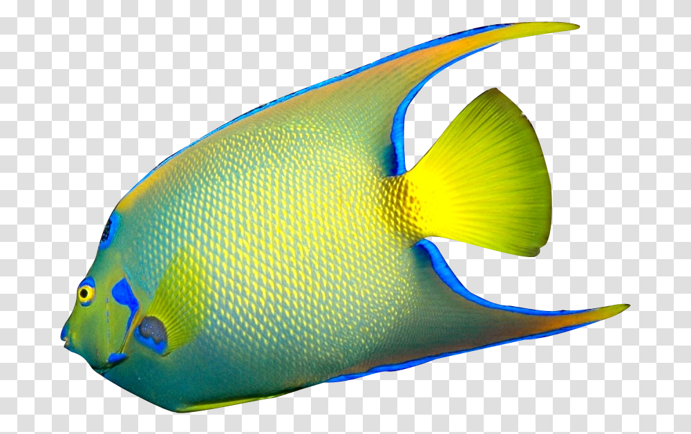 Coral Reef Clipart Portable Network Graphics, Fish, Animal, Angelfish, Sea Life Transparent Png