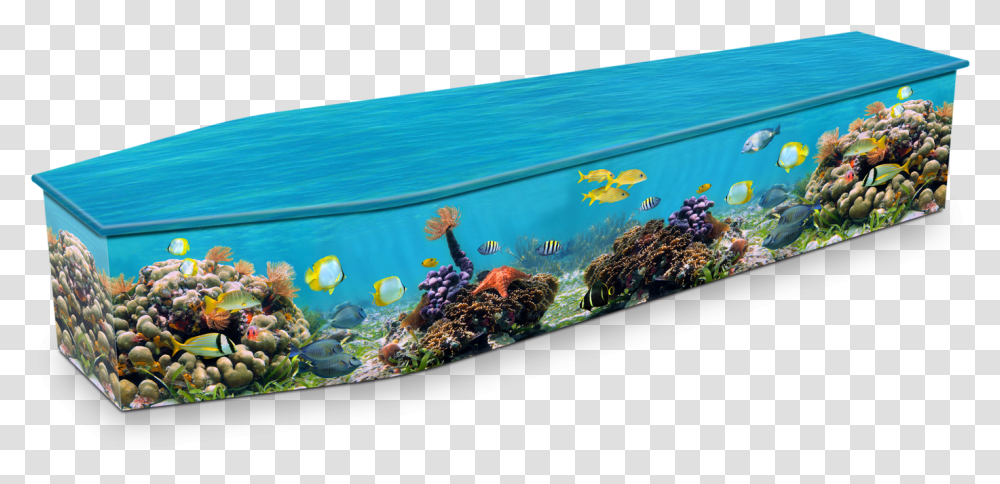 Coral Reef Coffin, Aquatic, Water, Fish, Animal Transparent Png