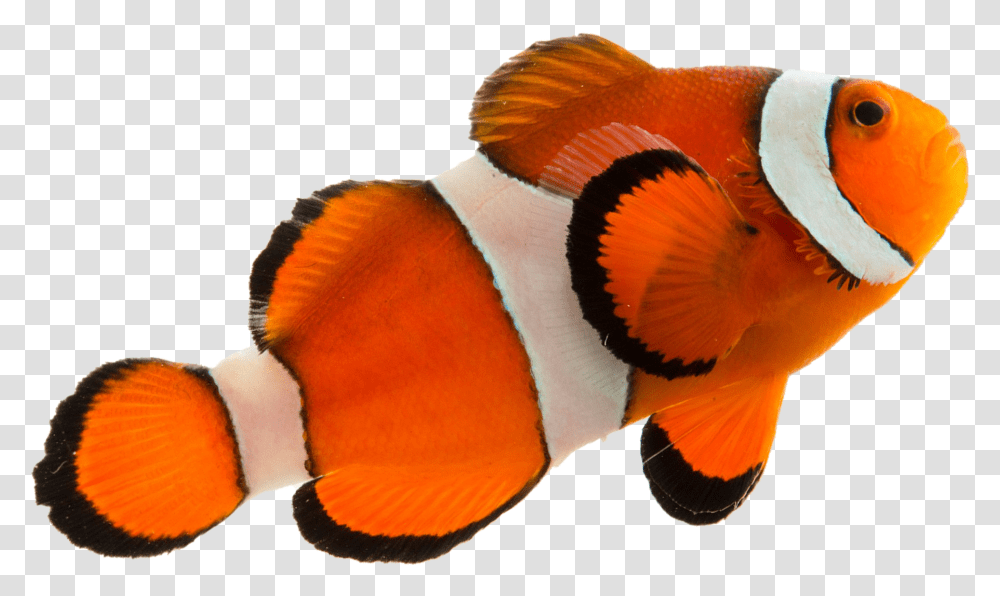 Coral Reef Fish, Amphiprion, Sea Life, Animal, Angelfish Transparent Png