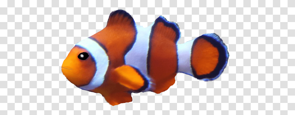 Coral Reef Fish, Amphiprion, Sea Life, Animal, Angelfish Transparent Png