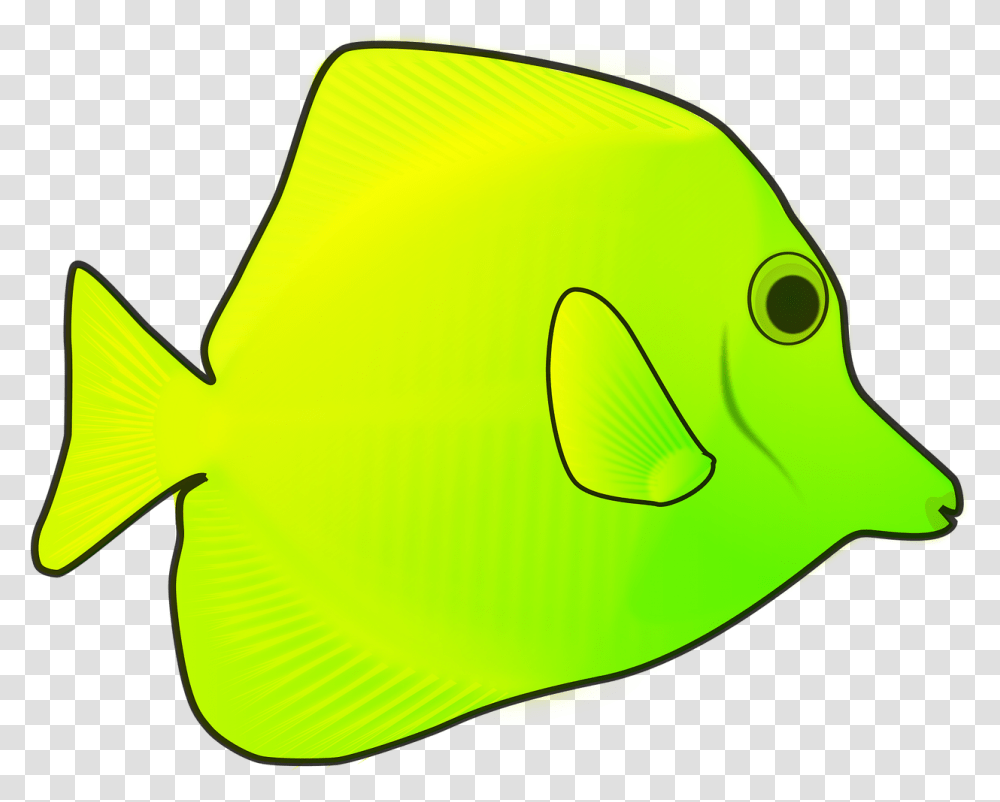 Coral Reef Fish, Angelfish, Sea Life, Animal, Baseball Cap Transparent Png