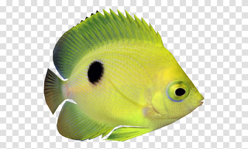 Coral Reef Fish, Angelfish, Sea Life, Animal, Bird Transparent Png