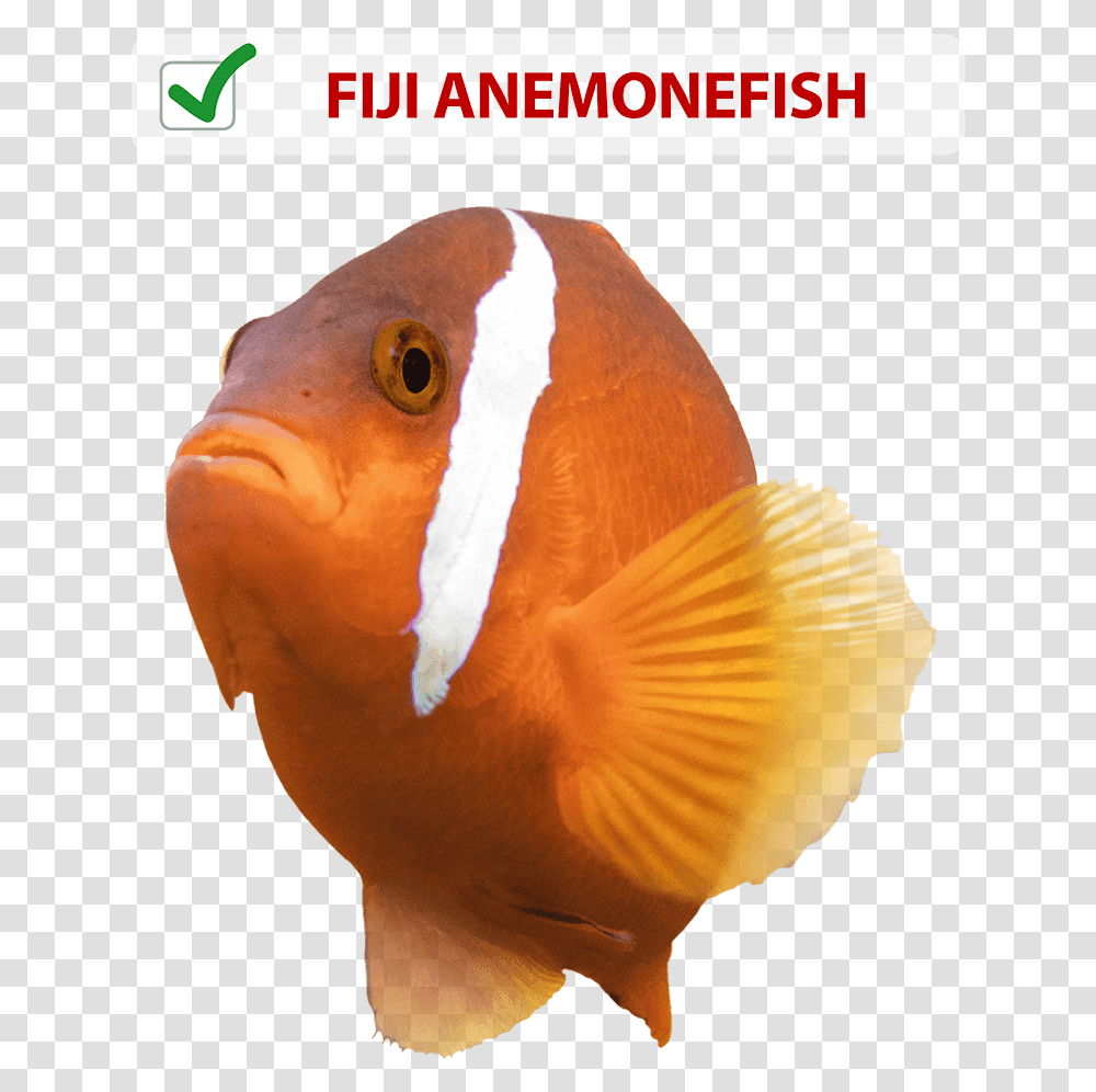Coral Reef Fish, Animal, Amphiprion, Sea Life, Bird Transparent Png