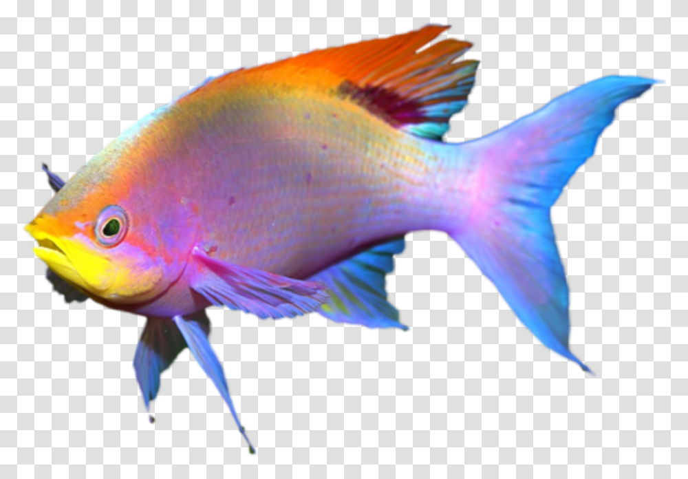 Coral Reef Fish, Animal, Goldfish, Angelfish, Sea Life Transparent Png