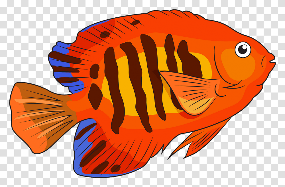 Coral Reef Fish, Animal, Goldfish, Perch, Amphiprion Transparent Png