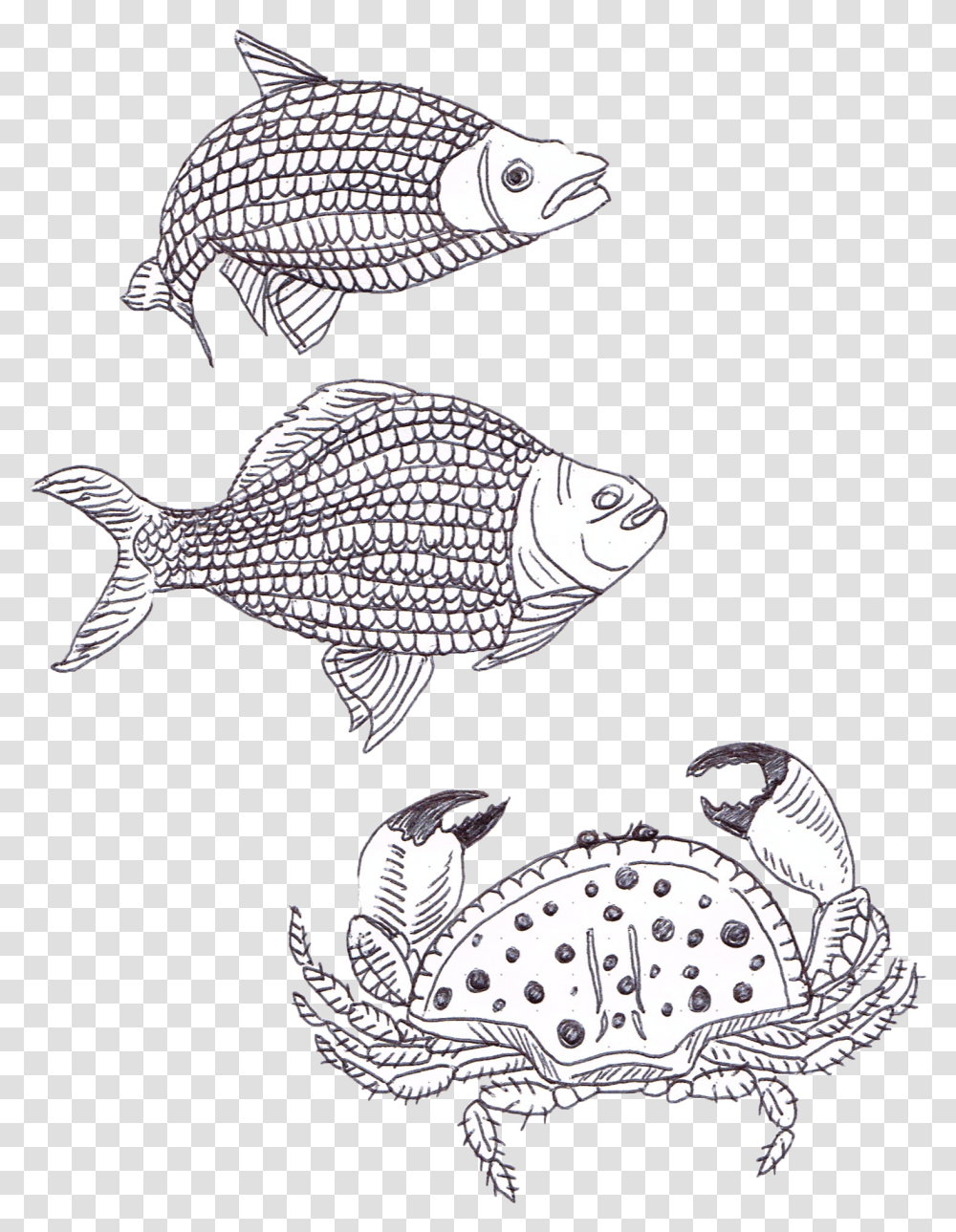Coral Reef Fish, Animal, Sea Life, Aquatic, Water Transparent Png