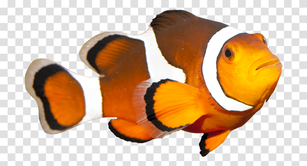 Coral Reef Fish Clown Fish Watercolor, Amphiprion, Sea Life, Animal, Bird Transparent Png