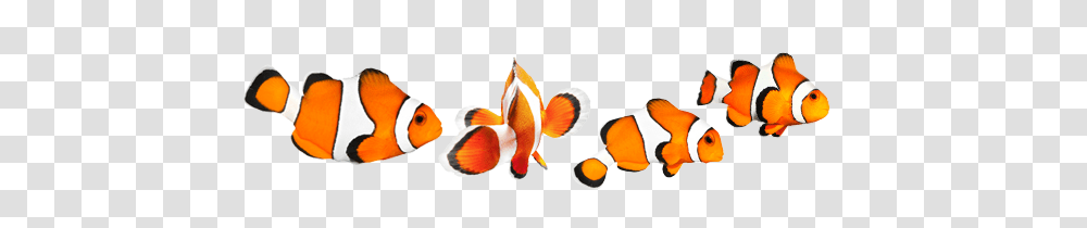 Coral Reef, Goldfish, Animal Transparent Png