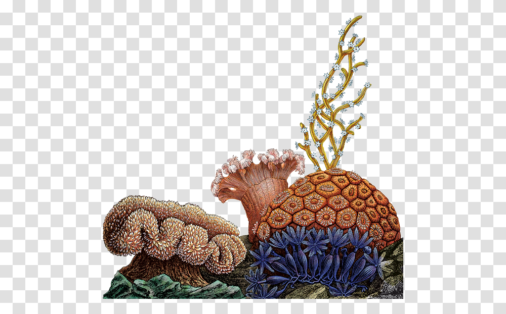 Coral Reef Quality Aljanh Designing For Behavior Change Applying Psychology And, Sea, Outdoors, Water, Nature Transparent Png