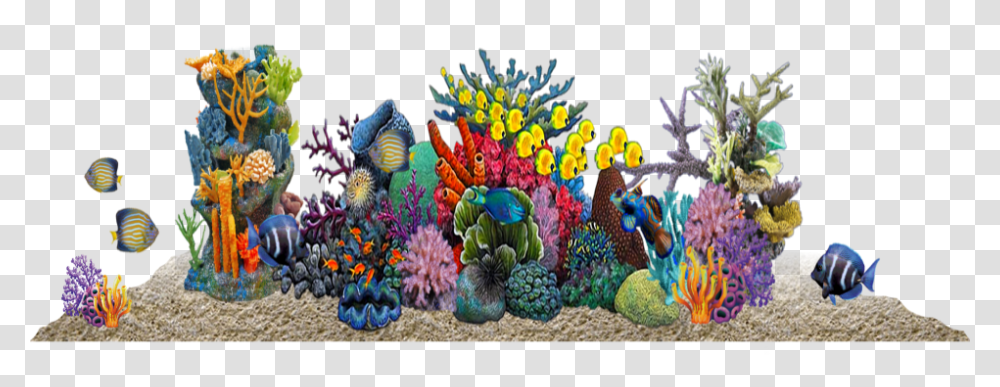 Coral Reef, Sea, Outdoors, Water, Nature Transparent Png