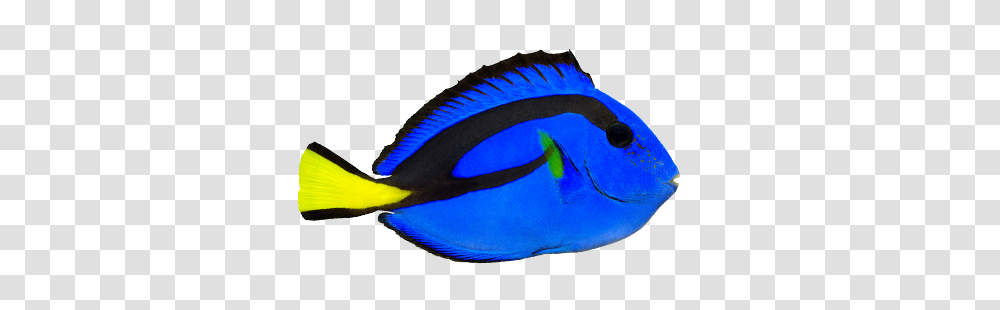 Coral Reef, Surgeonfish, Sea Life, Animal, Angelfish Transparent Png