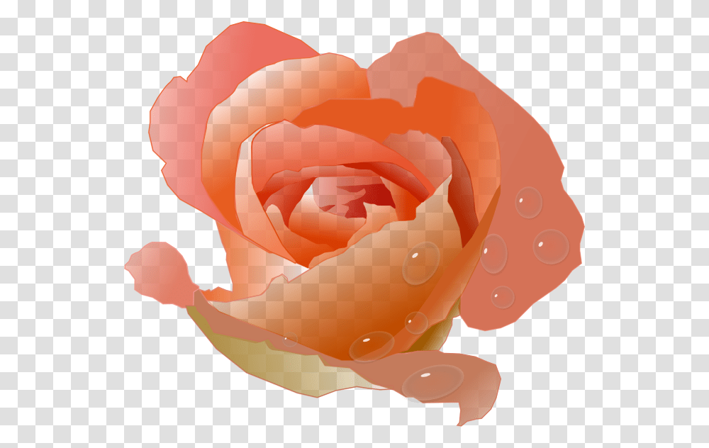 Coral Rose Clip Art, Flower, Plant, Blossom, Petal Transparent Png