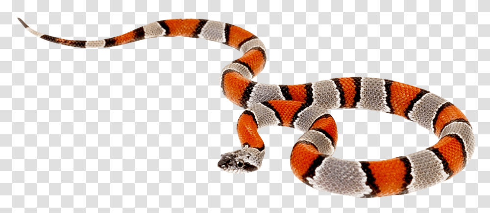 Coral Snake No Background, King Snake, Reptile, Animal, Person Transparent Png